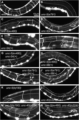 A short isoform of the UNC-6/Netrin receptor UNC-5 is required for growth cone polarity and robust growth cone protrusion in Caenorhabditis elegans